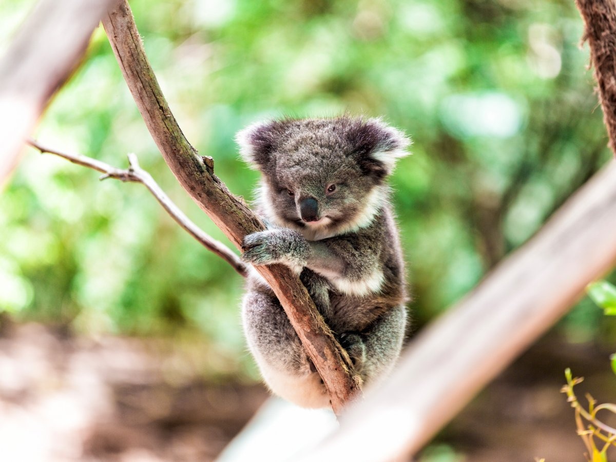 Ky quan thien nhien Great Barrier anh 12