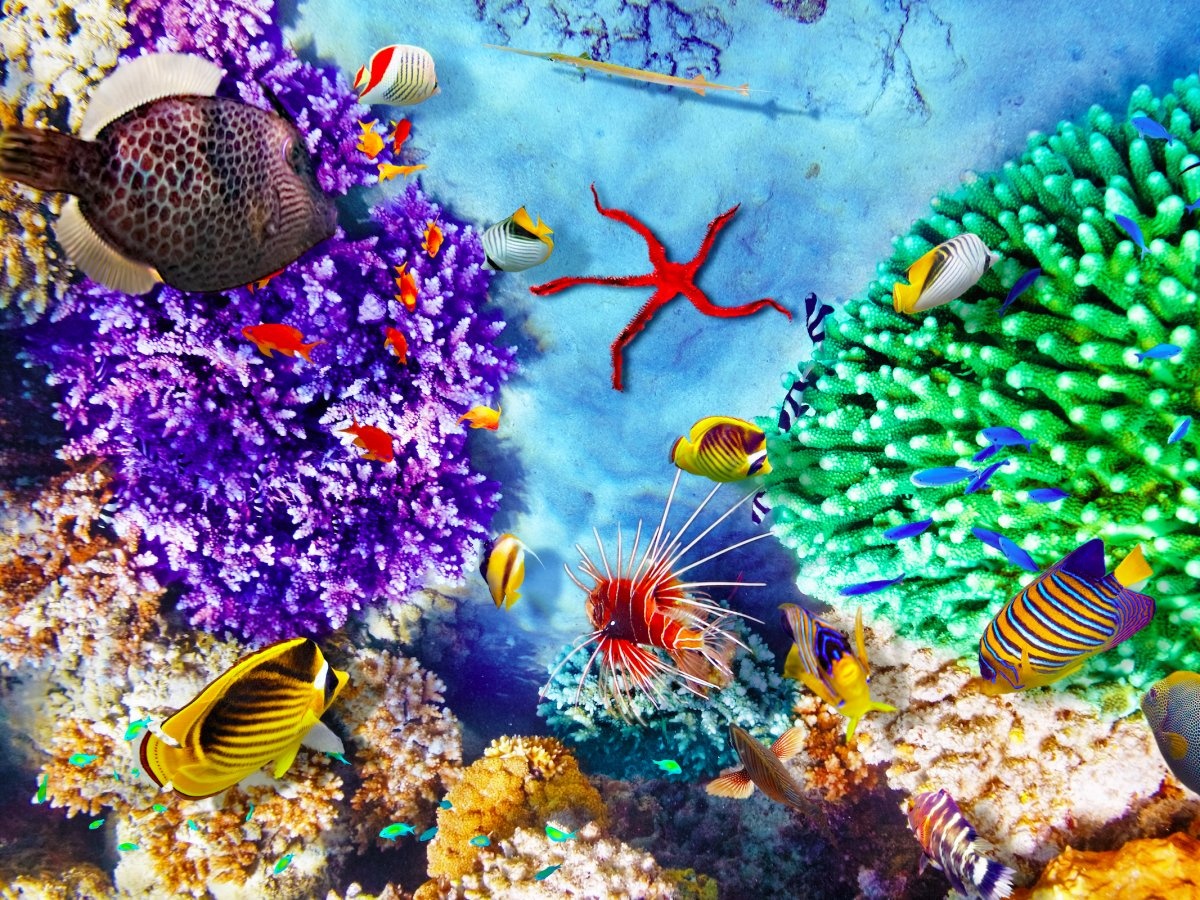 Ky quan thien nhien Great Barrier anh 17