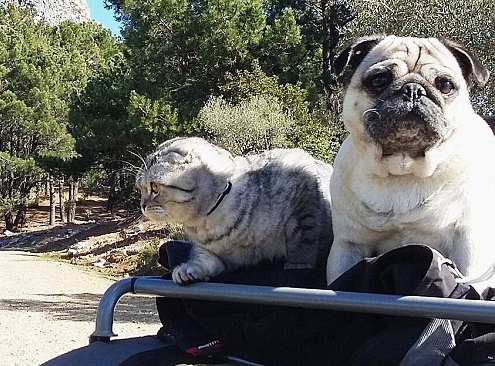 Cap cho meo beo u chu du the gioi hinh anh