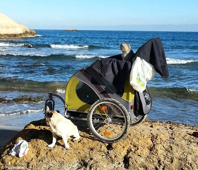 Chó mèo đi du lịch ảnh 4 Cho meo di du lich anh 4