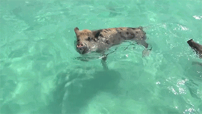 Hon dao do nhung chu lon boi sieu gioi thong tri hinh anh