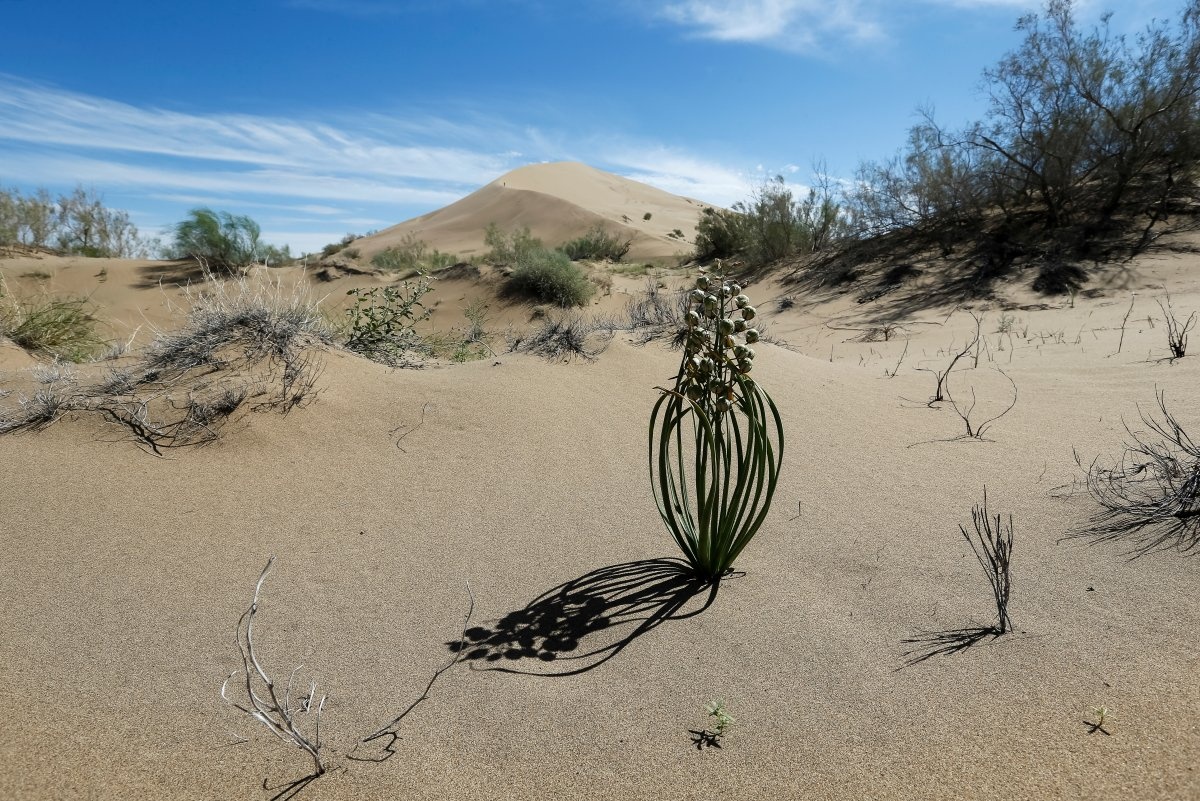 Doi cat biet hat anh 7