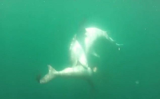 Canh tuong hiem gap: ca map ho tan cong ca map dau bua hinh anh