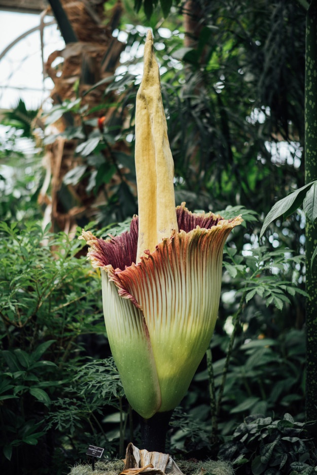 Hoa xac thoi o My anh 1