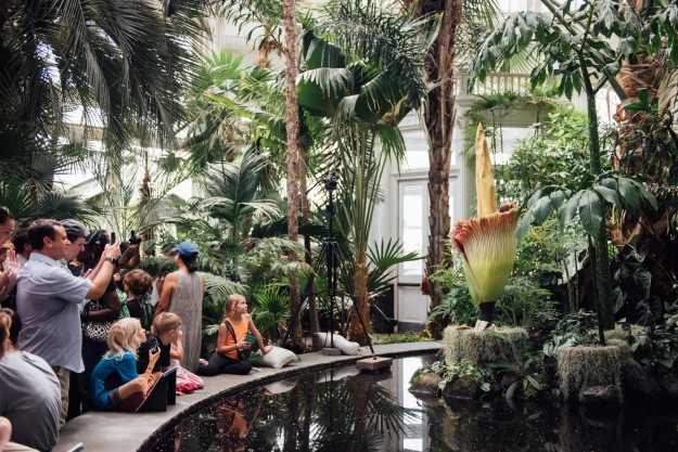 Hoa xac thoi o My anh 3