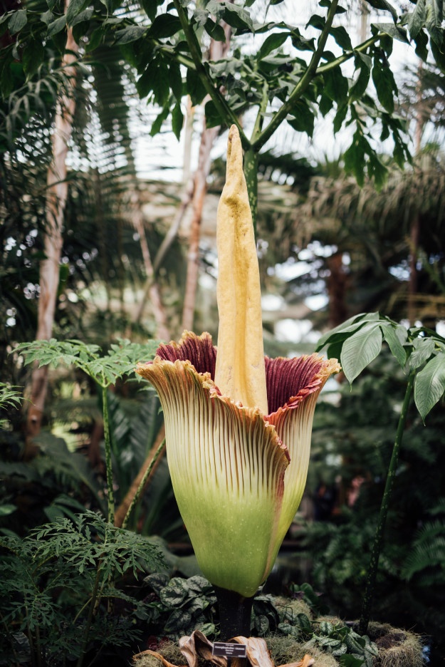 Hoa xac thoi o My anh 4