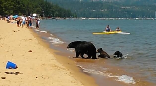 Gau me dan con ra tam ho cung du khach hinh anh