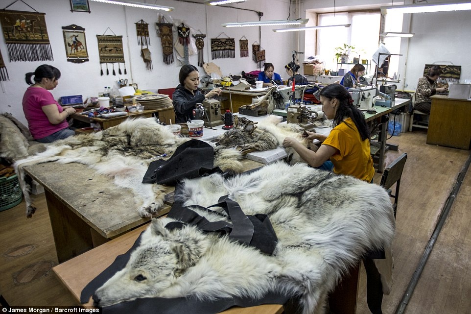 Bộ tộc săn sói ở Siberia ảnh 13 Bo toc san soi o Siberia anh 13