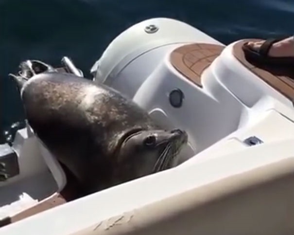 Hải cẩu nhảy lên thuyền du lịch ảnh 1 Hai cau nhay len thuyen du lich anh 1