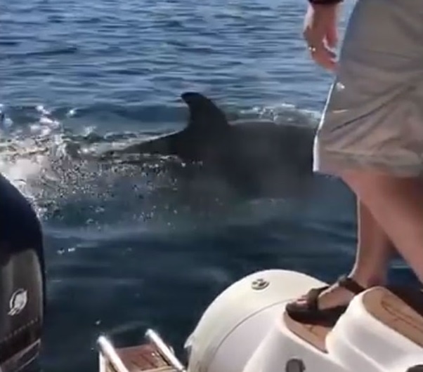 Hải cẩu nhảy lên thuyền du lịch ảnh 2 Hai cau nhay len thuyen du lich anh 2