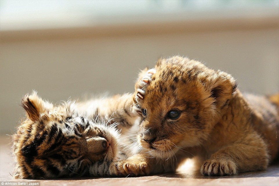 Doi ban ho va su tu dang yeu trong vuon thu o Nhat anh 12