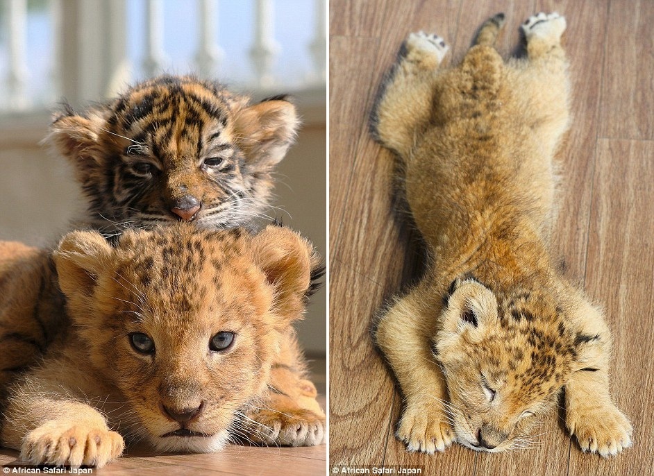 Doi ban ho va su tu dang yeu trong vuon thu o Nhat anh 3