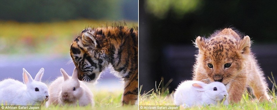 Doi ban ho va su tu dang yeu trong vuon thu o Nhat anh 5