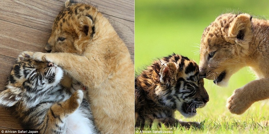 Doi ban ho va su tu dang yeu trong vuon thu o Nhat anh 6