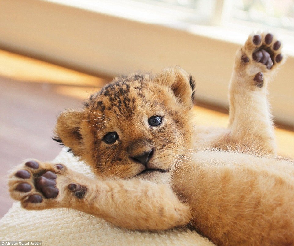 Doi ban ho va su tu dang yeu trong vuon thu o Nhat anh 8