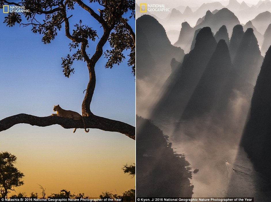 Anh du thi cua National Geographic 2016 anh 14