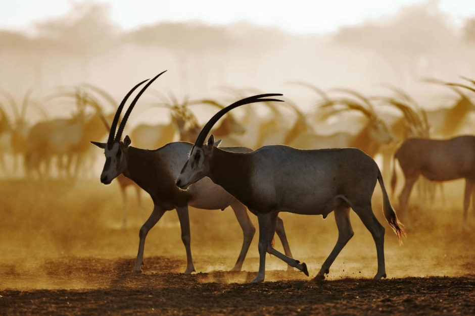 Nhung dieu khien Abu Dhabi tuyet hon Dubai anh 2