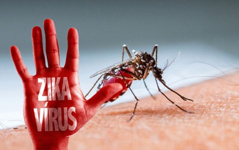 Virus Zika tại Việt Nam,  Zika đầu nhỏ,  Zika ở Việt Nam ảnh 1 Virus Zika tai Viet Nam,  Zika dau nho,  Zika o Viet Nam anh 1
