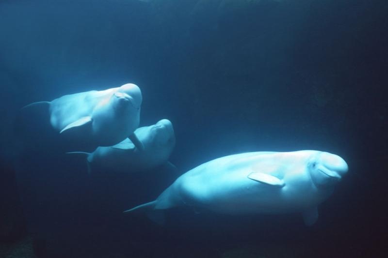 Nhung diem lan bien doc dao nhat the gioi anh 8