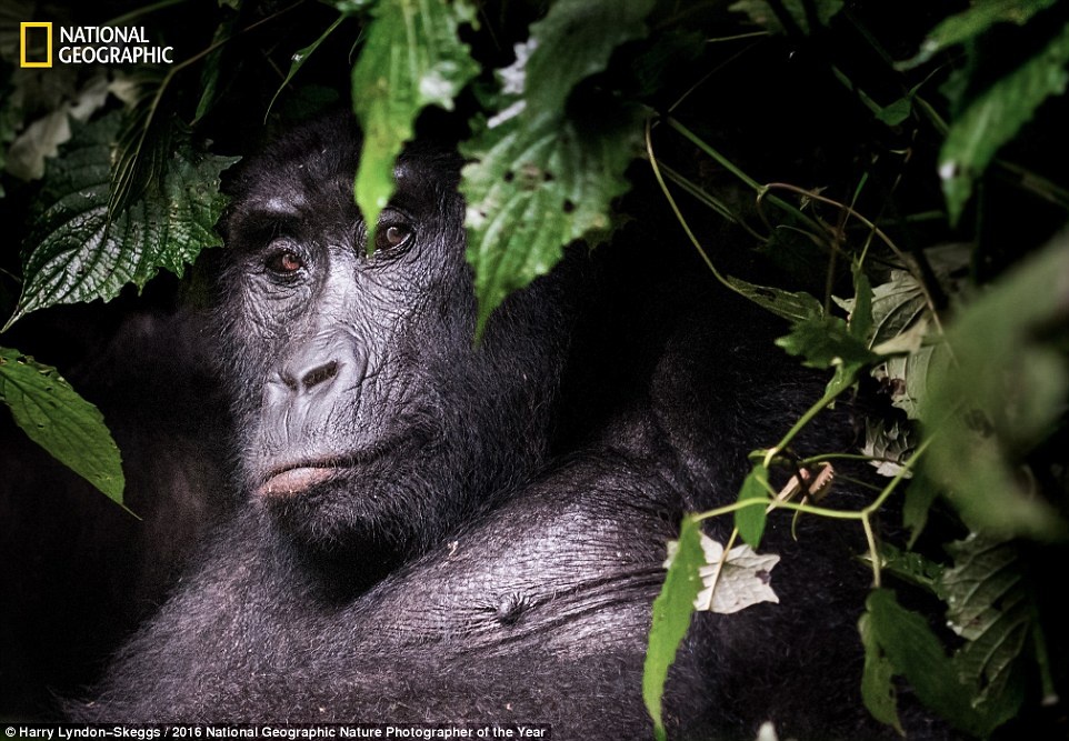 Thien nhien an tuong tren anh du thi cua National Geographic hinh anh