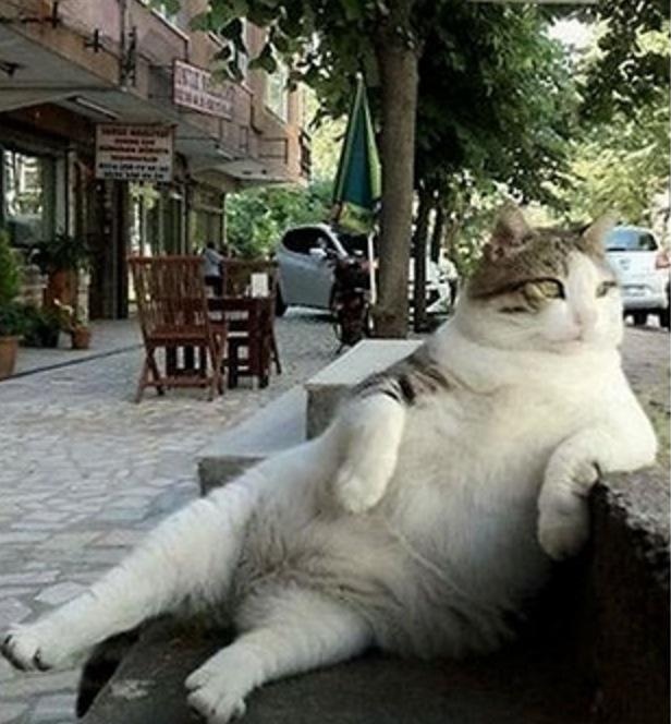 Chu meo beo co dang ngoi la duoc dung tuong hinh anh