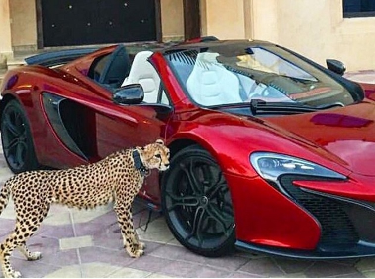 Giới nhà giàu UAE bị cấm nuôi thú dữ ảnh 1 Gioi nha giau UAE bi cam nuoi thu du anh 1