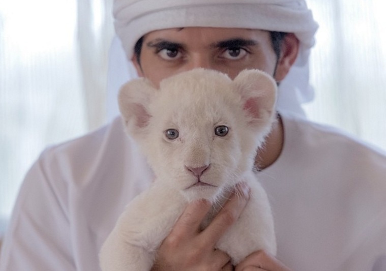 Giới nhà giàu UAE bị cấm nuôi thú dữ ảnh 3 Gioi nha giau UAE bi cam nuoi thu du anh 3