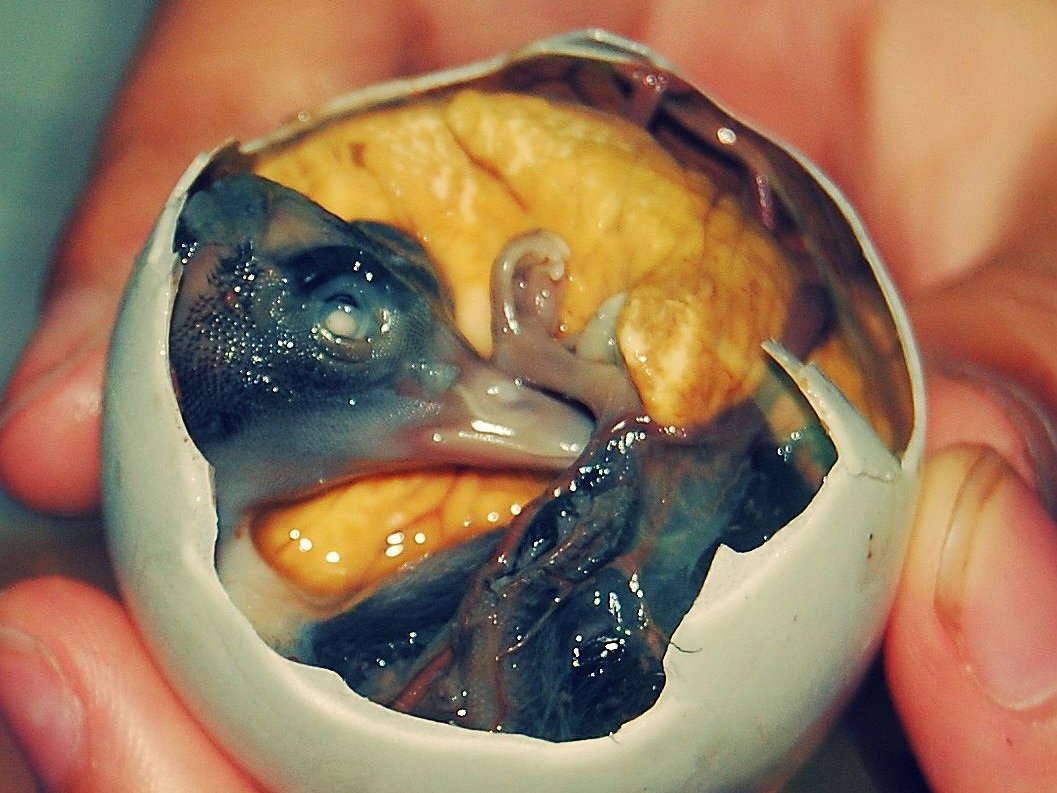 Nguoi dan cac nuoc an trung kieu gi? anh 8