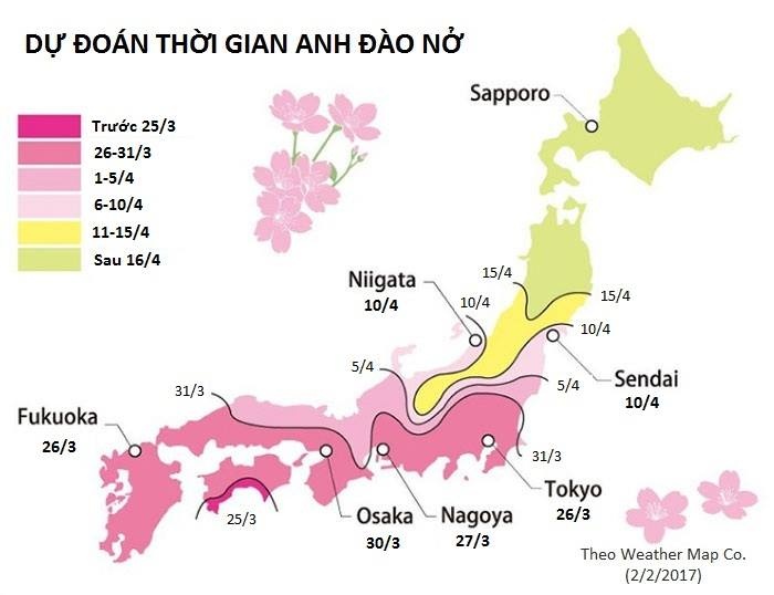 8.000 cay anh dao no ro o Nhat anh 11