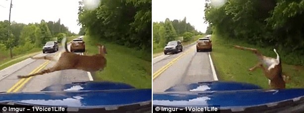 Những vụ thoát chết ngoạn mục nhất ảnh 7 Nhung vu thoat chet ngoan muc nhat anh 7