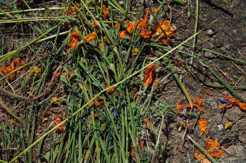 Đường hoa ở Mỹ phải đóng cửa vì bị du khách dẫm ảnh 3 Duong hoa o My phai dong cua vi bi du khach dam anh 3