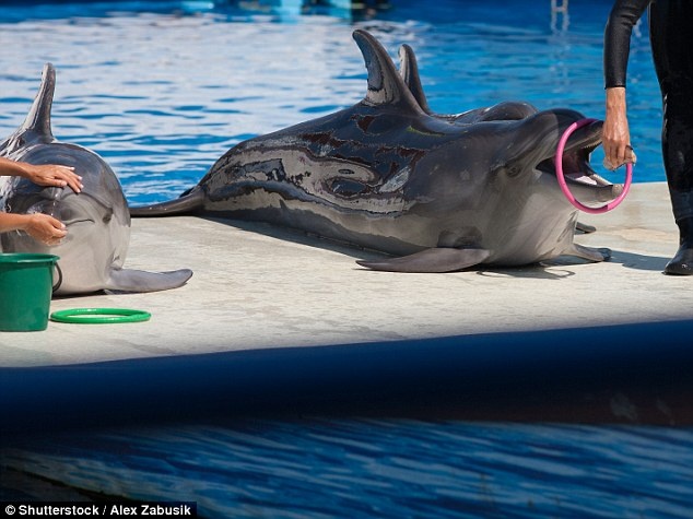 Mat toi cua cua nhung noi hut khach nho dong vat anh 2