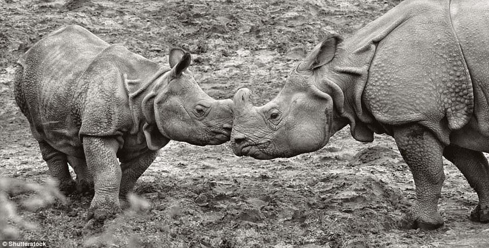 Nhung dong vat sap bien mat khoi trai dat anh 2