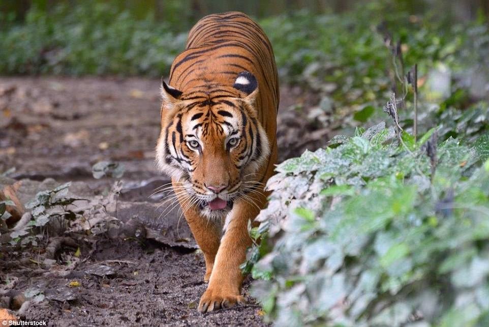 Nhung dong vat sap bien mat khoi trai dat anh 4