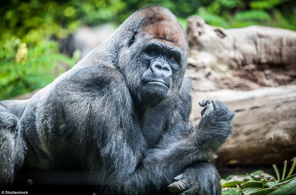 Nhung dong vat sap bien mat khoi trai dat anh 6