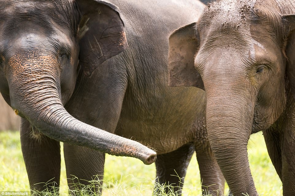 Nhung dong vat sap bien mat khoi trai dat anh 8