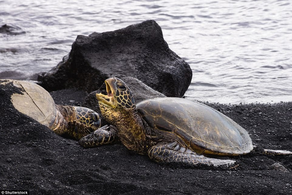 Nhung dong vat sap bien mat khoi trai dat anh 9