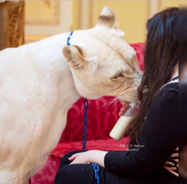 Cuộc sống của hội con nhà giàu Dubai ảnh 11 Cuoc song cua hoi con nha giau Dubai anh 11