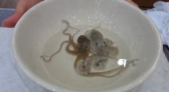 Bach tuoc song - dac san chet nguoi cua Han Quoc anh 2