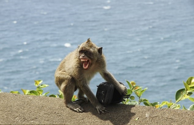 Khi 'xa hoi den' giat do du khach doi lay thuc an hinh anh
