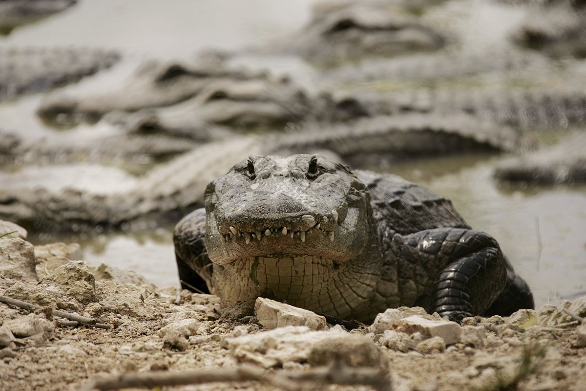 Nhung tro pha hoai ngo ngan o cong vien quoc gia anh 5