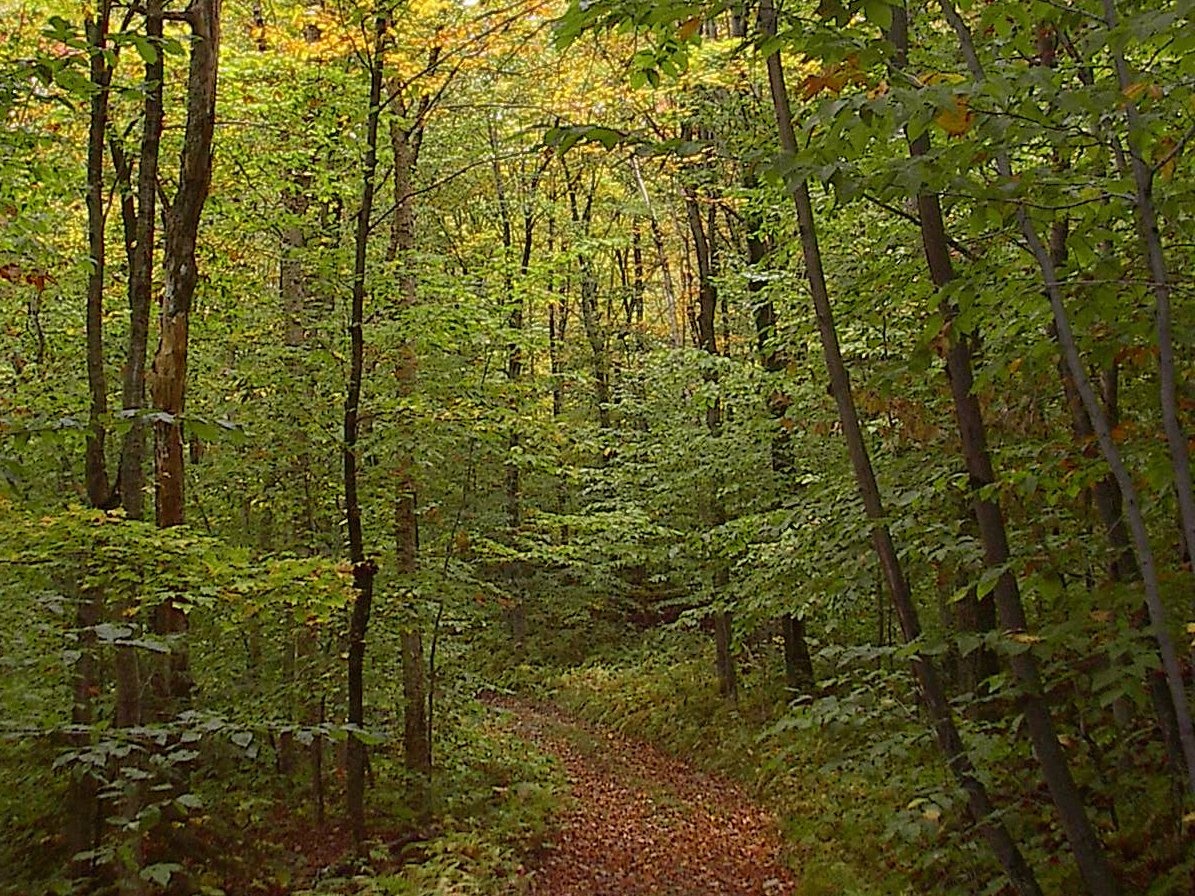 Nhung tro pha hoai ngo ngan o cong vien quoc gia anh 8