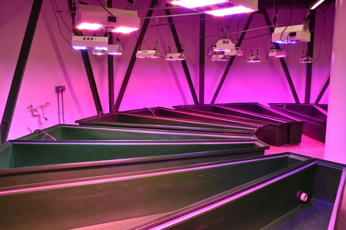 Ben trong khu tru an khi tan the cho gioi nha giau hinh anh