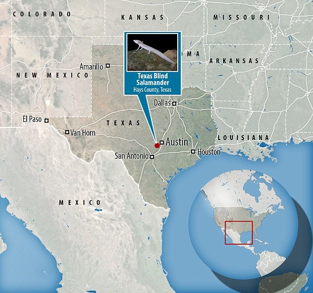 Noi ngam nhung loai vat doc dao tren the gioi anh 7