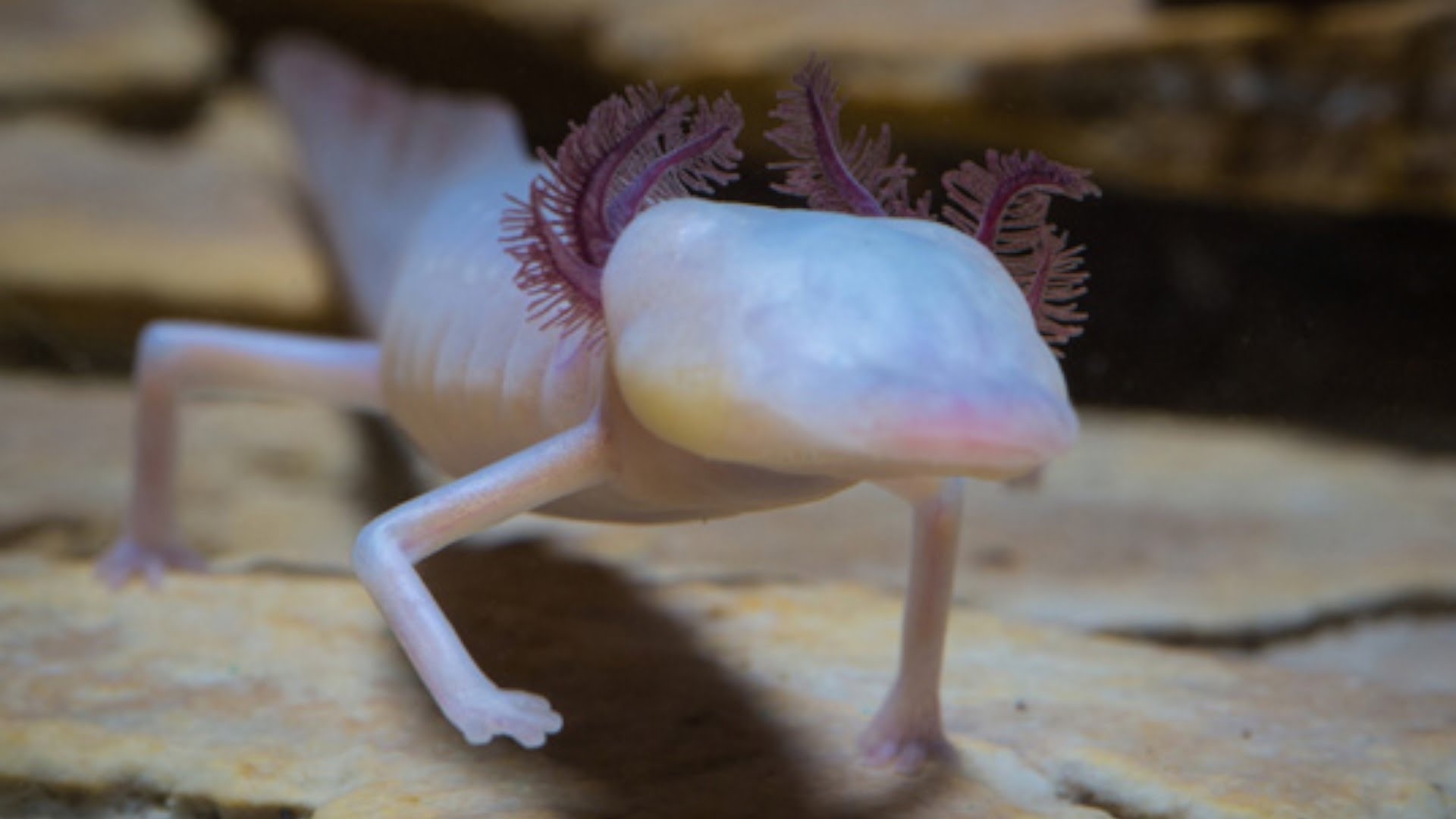 Noi ngam nhung dong vat co mot khong hai tren trai dat hinh anh