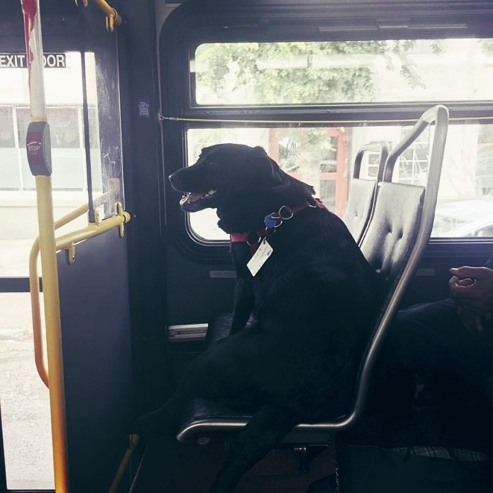 Cô chó hàng ngày tự đi xe bus ra công viên chơi ảnh 1 Co cho hang ngay tu di xe bus ra cong vien choi anh 1