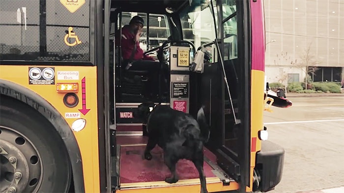 Cô chó hàng ngày tự đi xe bus ra công viên chơi ảnh 2 Co cho hang ngay tu di xe bus ra cong vien choi anh 2