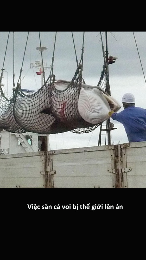 Cac mon hai san cua Nhat khien du khach chun dua anh 8