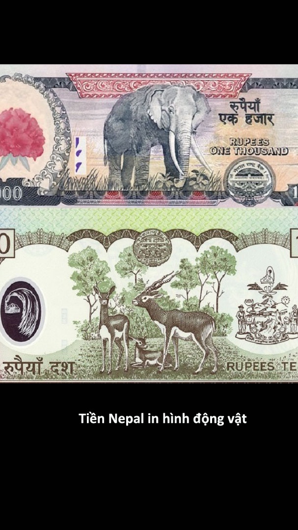 Nhung to tien dep nhat the gioi anh 9