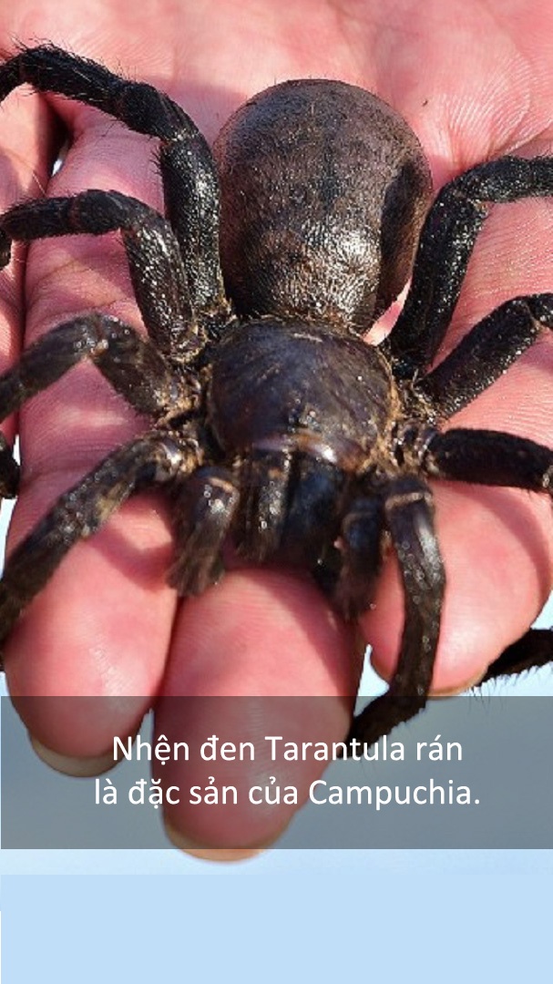 Dac san nhen den anh 1